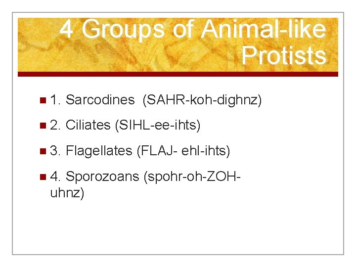 4 Groups of Animal-like Protists n 1. Sarcodines (SAHR-koh-dighnz) n 2. Ciliates (SIHL-ee-ihts) n