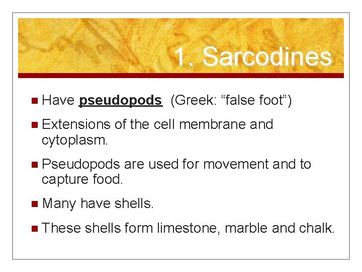 1. Sarcodines n Have pseudopods (Greek: “false foot”) n Extensions cytoplasm. of the cell