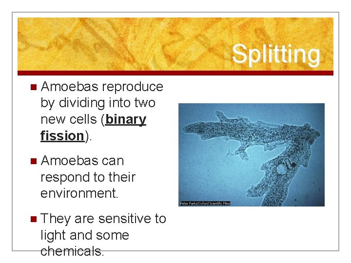Splitting n Amoebas reproduce by dividing into two new cells (binary fission). n Amoebas