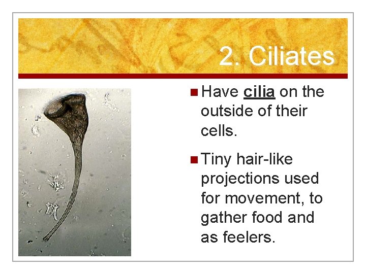 2. Ciliates n Have cilia on the outside of their cells. n Tiny hair-like