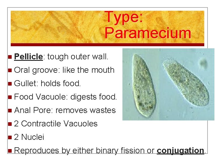 Type: Paramecium n Pellicle: n Oral groove: like the mouth n Gullet: n Food