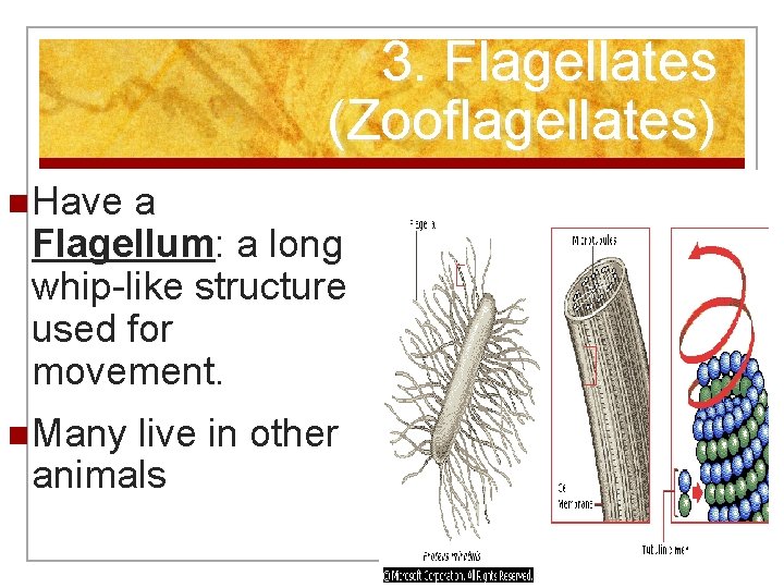 3. Flagellates (Zooflagellates) n Have a Flagellum: a long whip-like structure used for movement.