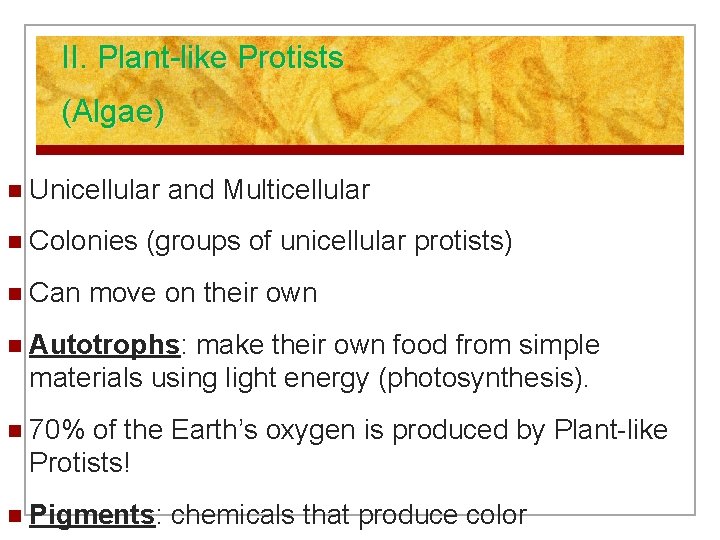 II. Plant-like Protists (Algae) n Unicellular n Colonies n Can and Multicellular (groups of