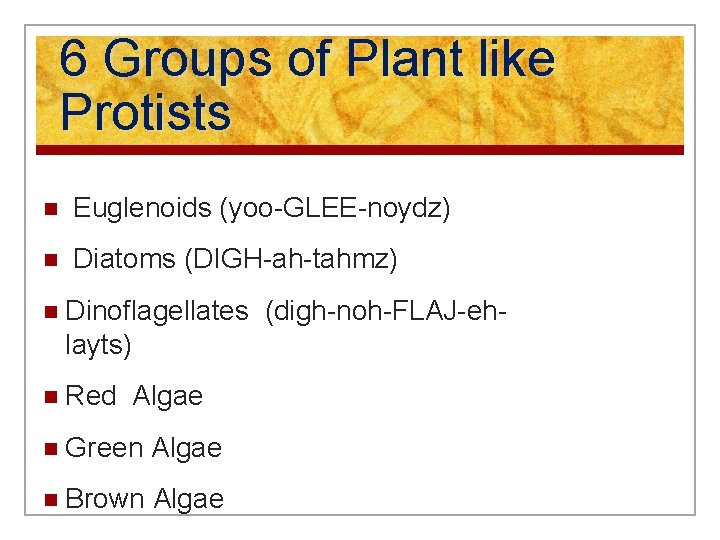 6 Groups of Plant like Protists n Euglenoids (yoo-GLEE-noydz) n Diatoms (DIGH-ah-tahmz) n Dinoflagellates