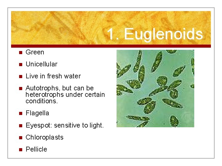 1. Euglenoids n Green n Unicellular n Live in fresh water n Autotrophs, but