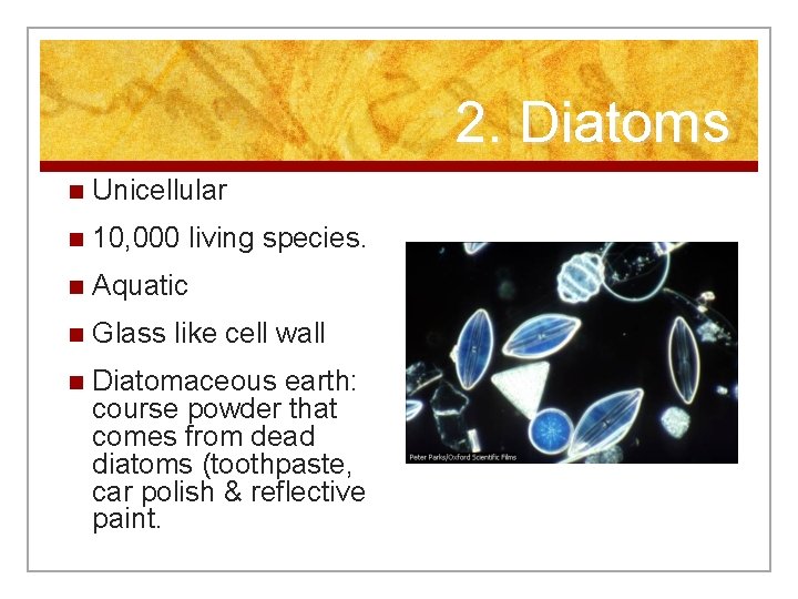 2. Diatoms n Unicellular n 10, 000 living species. n Aquatic n Glass like
