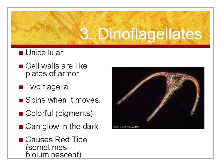 3. Dinoflagellates n Unicellular n Cell walls are like plates of armor. n Two