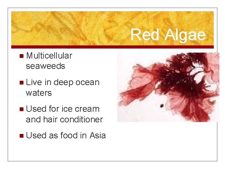 Red Algae n Multicellular seaweeds n Live in deep ocean waters n Used for