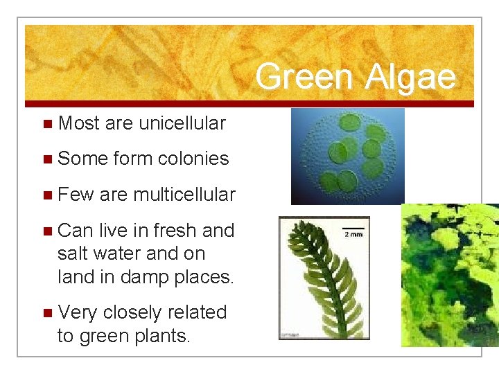 Green Algae n Most are unicellular n Some n Few form colonies are multicellular