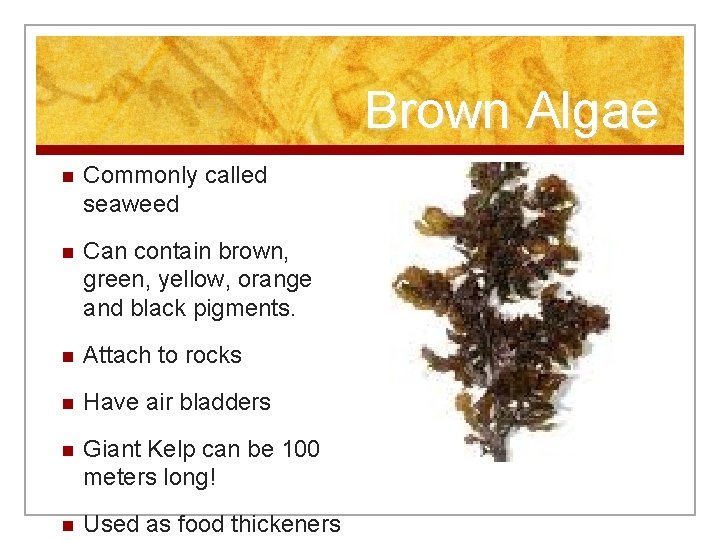 Brown Algae n Commonly called seaweed n Can contain brown, green, yellow, orange and