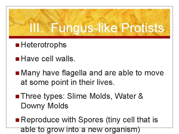 III. Fungus-like Protists n Heterotrophs n Have cell walls. n Many have flagella and