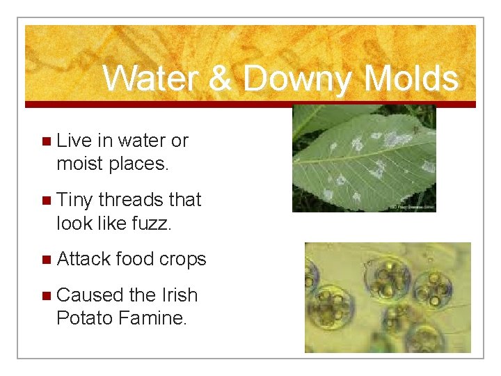 Water & Downy Molds n Live in water or moist places. n Tiny threads