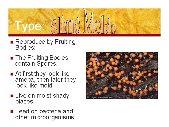 Type: n Reproduce by Fruiting Bodies: n The Fruiting Bodies contain Spores. n At