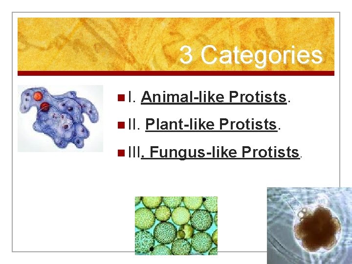 3 Categories n I. Animal-like Protists. n II. Plant-like Protists. n III. Fungus-like Protists.