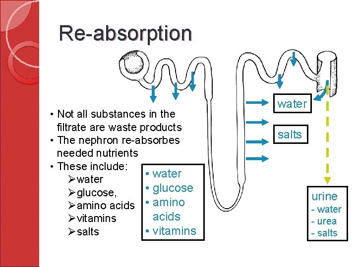 Re-absorption • Not all substances in the filtrate are waste products • The nephron