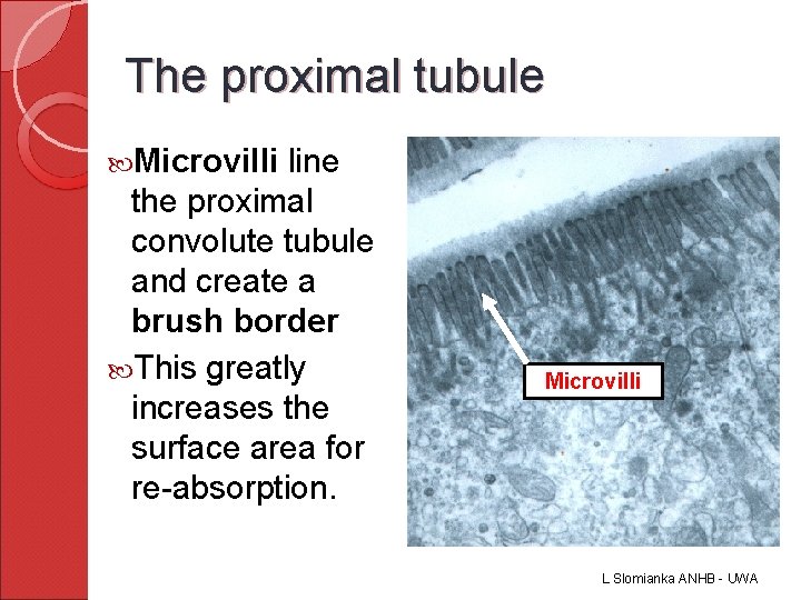 The proximal tubule Microvilli line the proximal convolute tubule and create a brush border