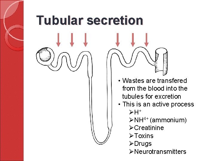 Tubular secretion • Wastes are transfered from the blood into the tubules for excretion
