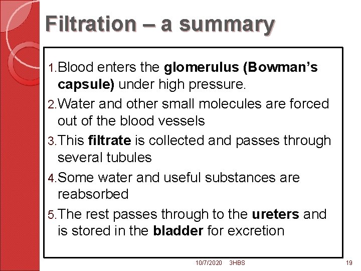 Filtration – a summary 1. Blood enters the glomerulus (Bowman’s capsule) under high pressure.