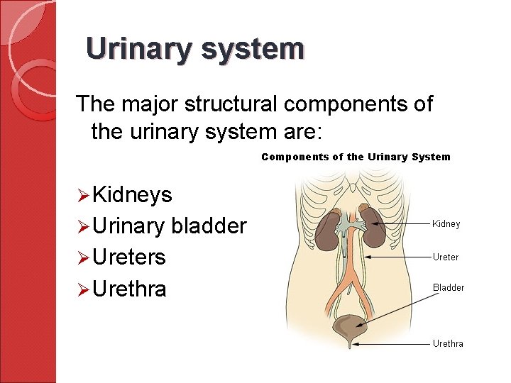 Urinary system The major structural components of the urinary system are: Ø Kidneys Ø