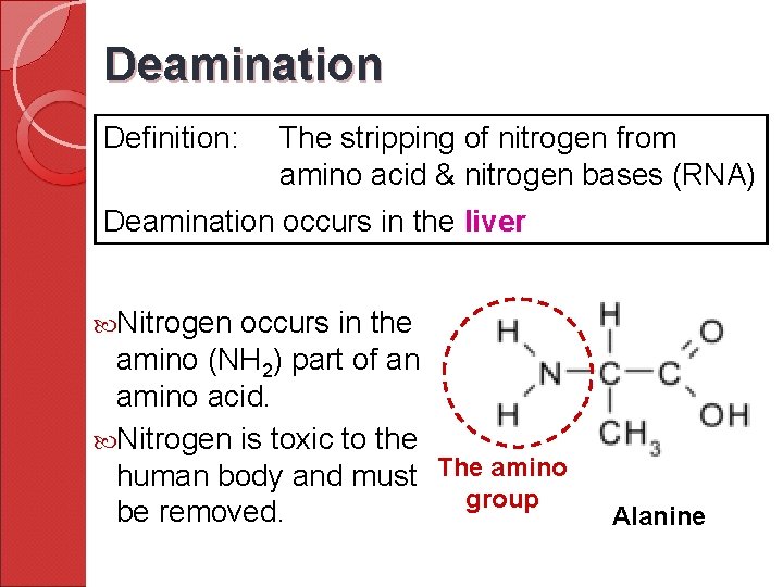 Deamination Definition: The stripping of nitrogen from amino acid & nitrogen bases (RNA) Deamination