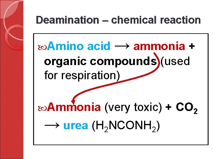 Deamination – chemical reaction acid → ammonia + organic compounds (used for respiration) Amino