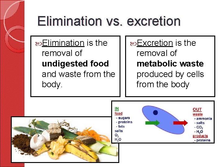 Elimination vs. excretion Elimination is the removal of undigested food and waste from the