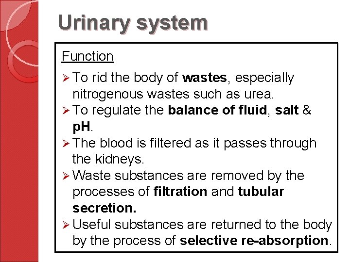 Urinary system Function Ø To rid the body of wastes, especially nitrogenous wastes such