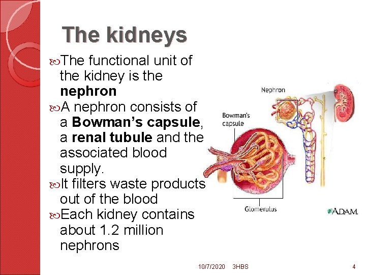 The kidneys The functional unit of the kidney is the nephron A nephron consists