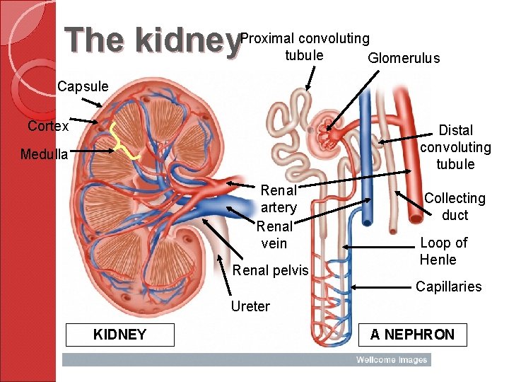 convoluting The kidney. Proximaltubule Glomerulus Capsule Cortex Distal convoluting tubule Medulla Renal artery Renal