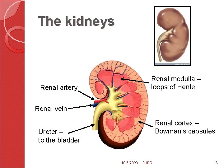 The kidneys Renal medulla – loops of Henle Renal artery Renal vein Renal cortex