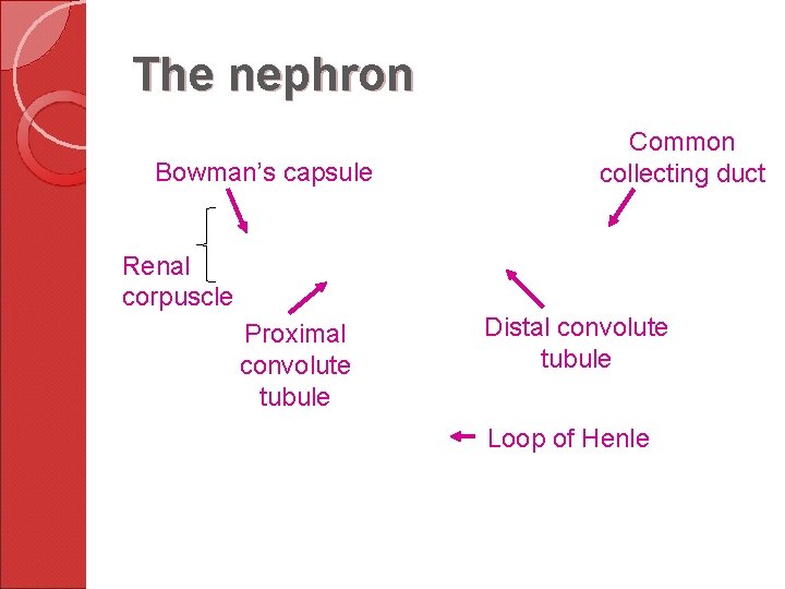 The nephron Bowman’s capsule Common collecting duct Renal corpuscle Proximal convolute tubule Distal convolute