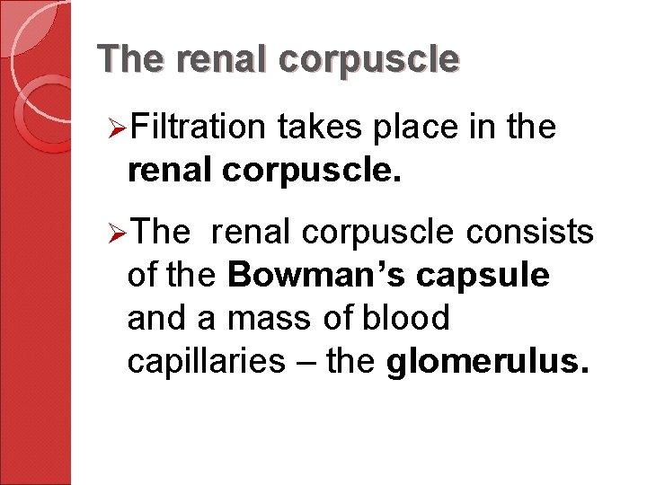 The renal corpuscle ØFiltration takes place in the renal corpuscle. ØThe renal corpuscle consists