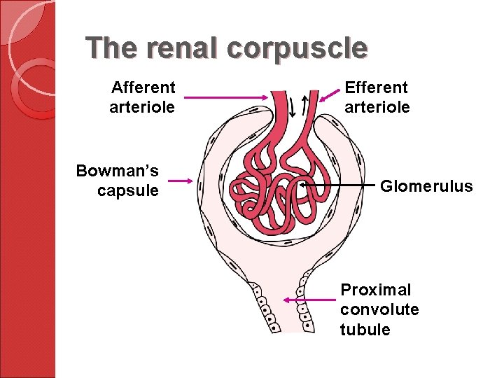 The renal corpuscle Afferent arteriole Bowman’s capsule Efferent arteriole Glomerulus Proximal convolute tubule 