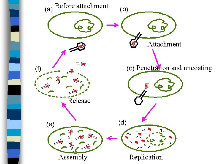 Before attachment Attachment Penetration and uncoating Release Assembly Replication 