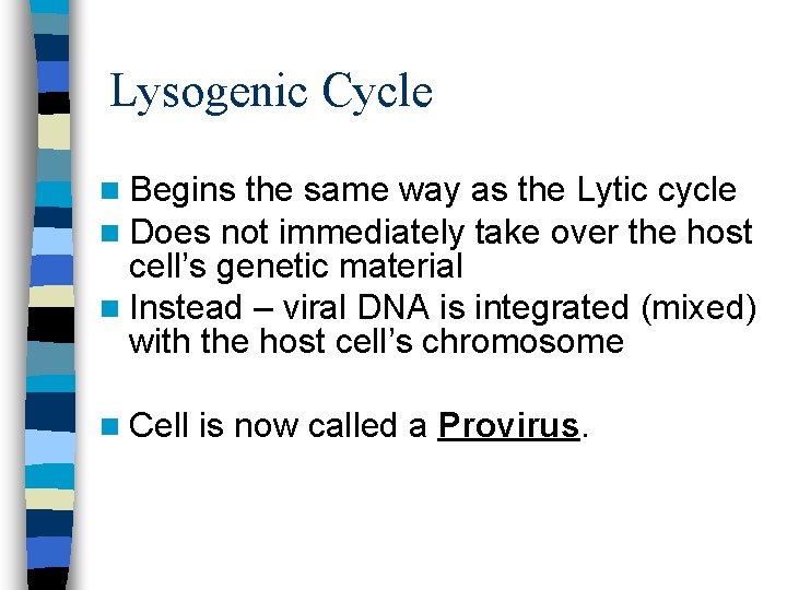 Lysogenic Cycle n Begins the same way as the Lytic cycle n Does not