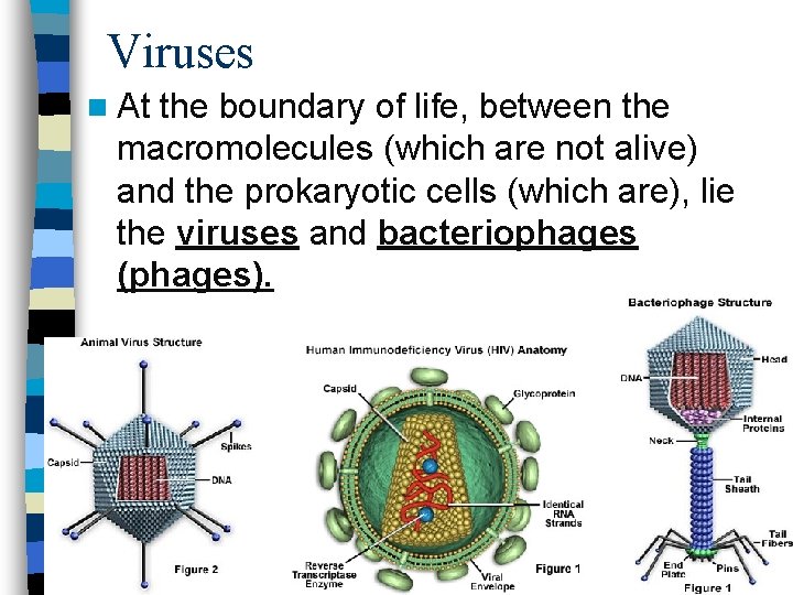 Viruses n At the boundary of life, between the macromolecules (which are not alive)