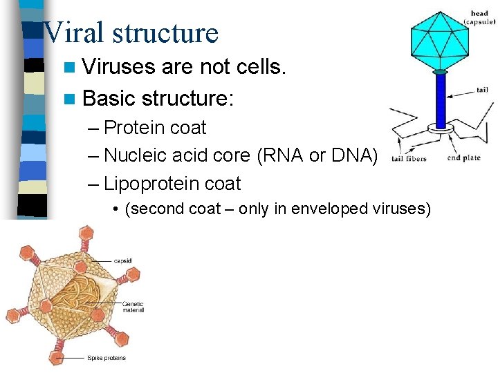 Viral structure n Viruses are not cells. n Basic structure: – Protein coat –