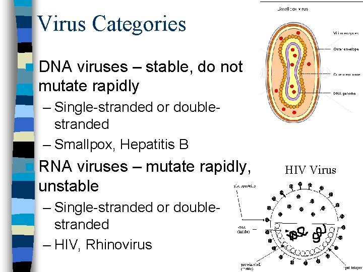 Virus Categories n DNA viruses – stable, do not mutate rapidly – Single-stranded or