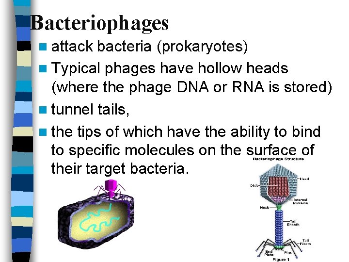 Bacteriophages n attack bacteria (prokaryotes) n Typical phages have hollow heads (where the phage