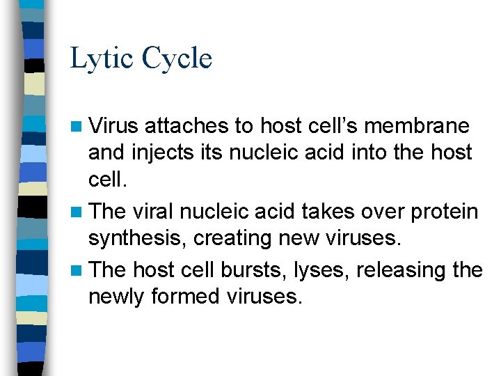 Lytic Cycle n Virus attaches to host cell’s membrane and injects its nucleic acid