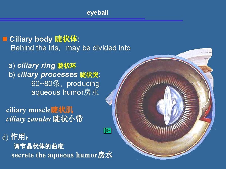 eyeball n Ciliary body 睫状体: Behind the iris，may be divided into a) ciliary ring