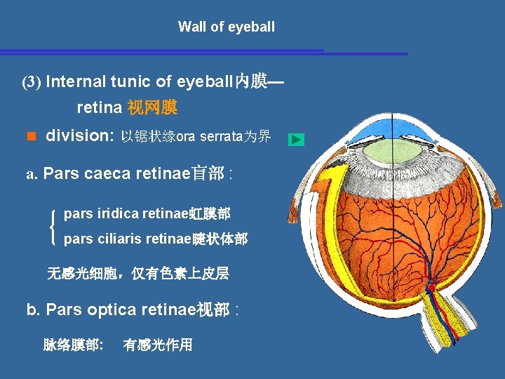 Wall of eyeball (3) Internal tunic of eyeball内膜— retina 视网膜 n division: 以锯状缘ora serrata为界