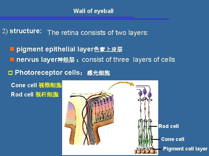  Wall of eyeball 2) structure: The retina consists of two layers: n pigment