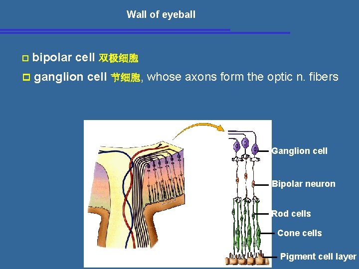 Wall of eyeball p bipolar cell 双极细胞 p ganglion cell 节细胞, whose axons form