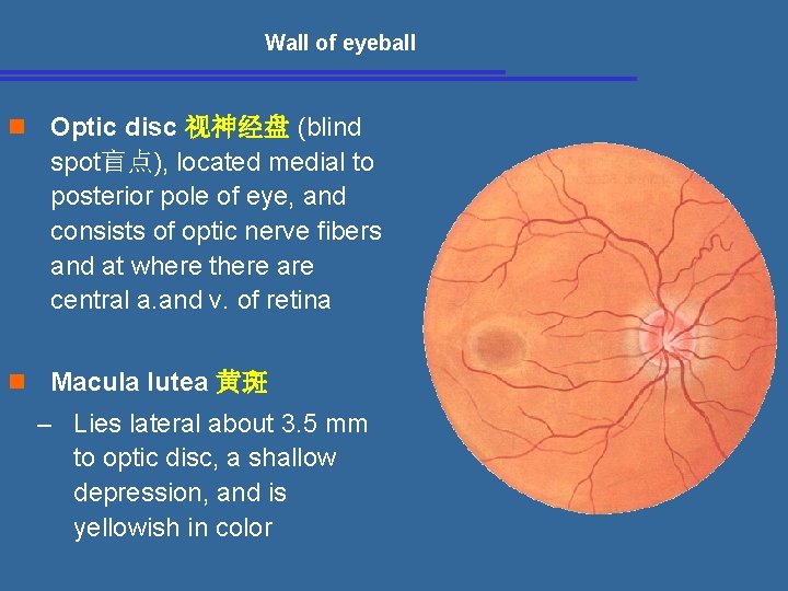  Wall of eyeball n Optic disc 视神经盘 (blind spot盲点), located medial to posterior