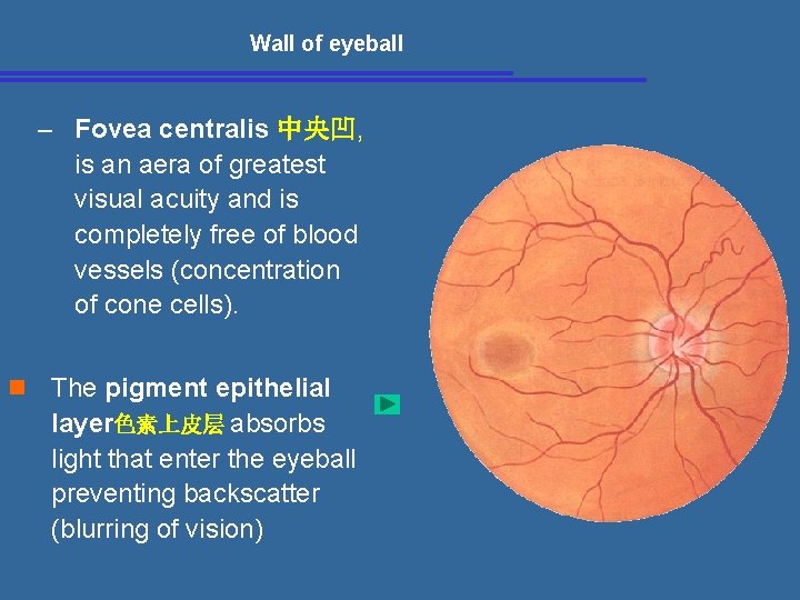  Wall of eyeball – Fovea centralis 中央凹, is an aera of greatest visual