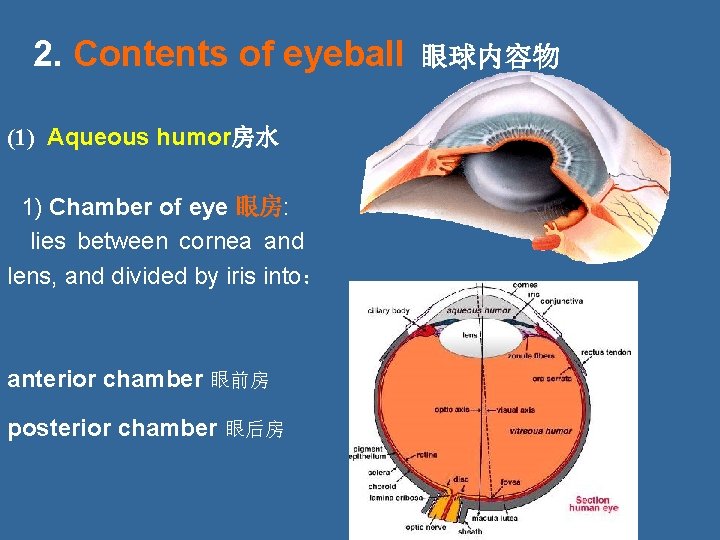 2. Contents of eyeball 眼球内容物 (1) Aqueous humor房水 1) Chamber of eye 眼房: lies