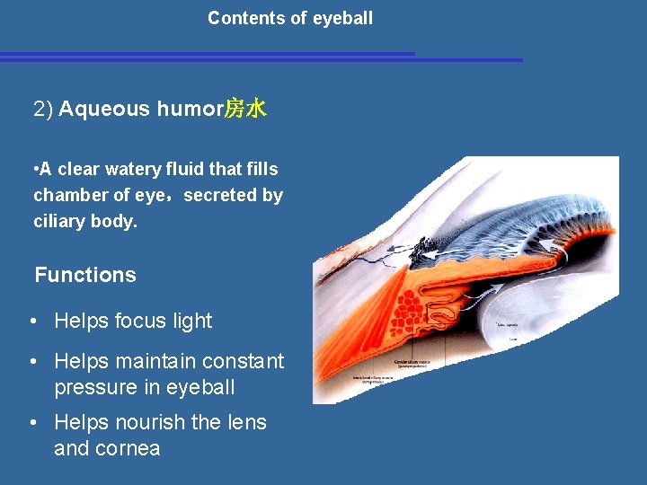 Contents of eyeball 2) Aqueous humor房水 • A clear watery fluid that fills chamber