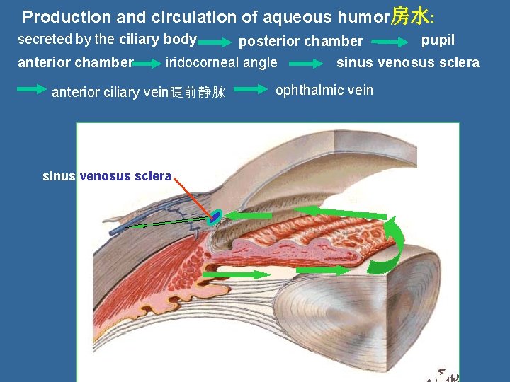 Production and circulation of aqueous humor房水: secreted by the ciliary body pupil posterior chamber