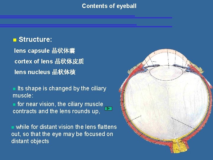 Contents of eyeball n Structure: lens capsule 晶状体囊 cortex of lens 晶状体皮质 lens nucleus